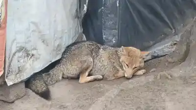 SANTA ANA: Un Zorro Gris Herido fue Rescatado y Asistido en la Plaza Principal