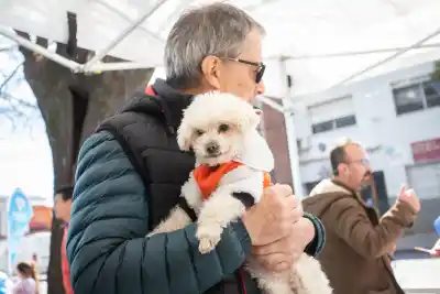 Turnos para castrar mascotas gratis en Lanús: cómo anotarse y requisitos