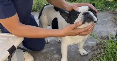 Incendios en Salta: el drama de los animales que quedaron atrapados entre las llamas