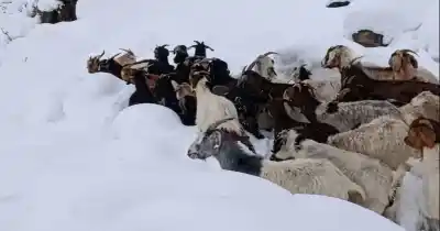 El paisaje que dejó helados a todos en Iglesia: la nieve cubrió Bauchazeta