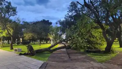 El viento arrasó el norte entrerriano: techos volados y árboles caídos en Federal y Colón