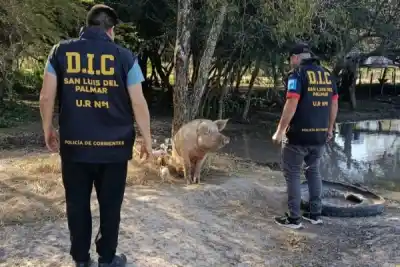 Robaron 19 chanchos en San Luis del Palmar y la Policía los recuperó en un paraje