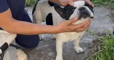 El drama detrás del humo: más de 25 animales rescatados tras los incendios en Salta