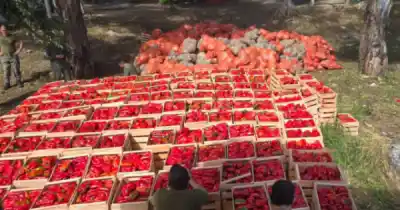 Secuestraron 46 toneladas de verduras en el norte de Salta: lo que hallaron los inspectores