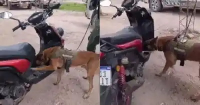El olfato de 'Apache' destapó un cargamento de cocaína oculto en una moto en Salta