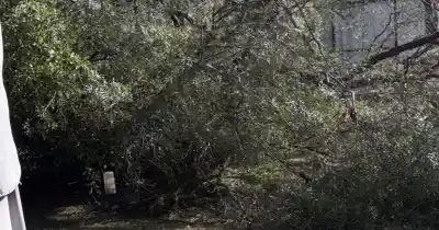 Un árbol gigante cayó sobre una casa en San Lorenzo y por poco no termina en tragedia