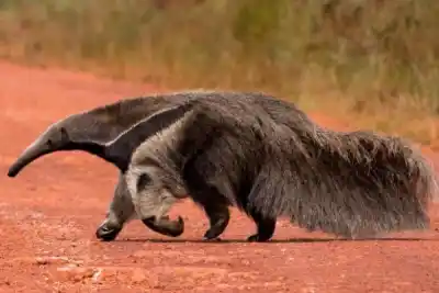 El regreso del yurumí: 19 años del proyecto que devolvió el oso hormiguero gigante a los Esteros del Iberá