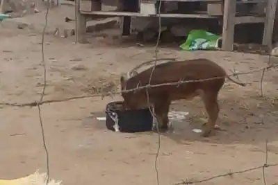 En el patio de su casa: hallan un chancho salvaje y un zorro atados como mascotas en Curuzú Cuatiá