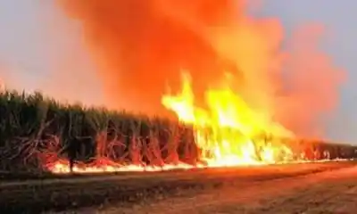 10 días de Prisión Preventiva por prender Fuego un Cañaveral en Monteros