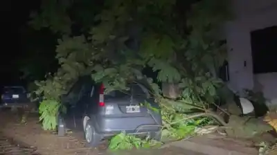 Un árbol cayó sobre su casa mientras dormía: la tragedia que enluta a Concordia