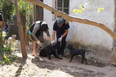 Un perro con graves heridas y leishmaniasis fue rescatado en el barrio 17 de Agosto