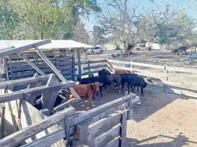 Allanaron un campo y lo que encontraron dejó helados a los investigadores