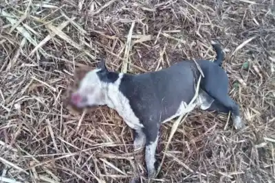 Un policía mató de un tiro a un perro y amenazó a los dueños