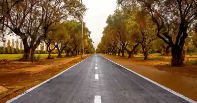 El secreto detrás de las aceitunas del Parque Metropolitano de Maipú: ¿en qué se convierten?