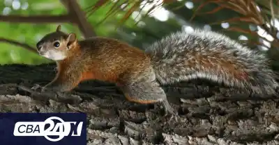 El drama de las ardillas que invaden las sierras cordobesas: ¿qué está pasando en La Cumbrecita?