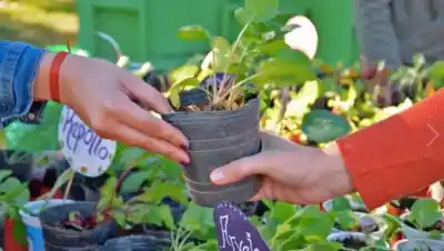 Eco Canje en Monteros hasta las 12:30 en Plaza Bernabé Aráoz
