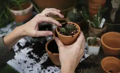 ¿Sabés cómo reproducir tus plantas? Rawson y el INTA te enseñan gratis