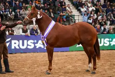 De Mburucuyá al podio de Palermo: el caballo correntino que humilló a los importados de EE.UU.
