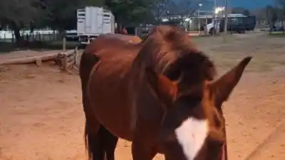 Operativo nocturno en la Ruta 38: secuestran cuatro animales sueltos que ponían en riesgo a los conductores