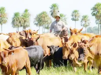 Controles en rutas de Formosa: el plan para frenar la especulación ganadera y proteger al pequeño productor