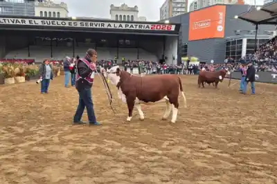 Corrientes deslumbra en la Rural de Palermo: genética de primer nivel y un dato que no esperabas
