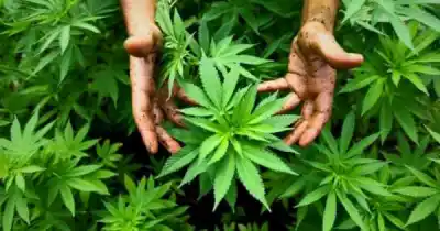 Mendoza aprobó un nuevo protocolo para investigaciones con cannabis: ¿qué cambia?