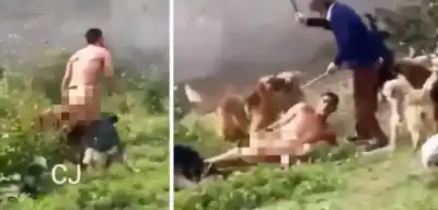 Un joven fue atacado por una jauría de perros en un confuso episodio en Yerba Buena