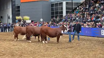 Corrientes arrasa en La Rural de Palermo: la genética que enamora al país