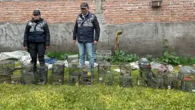Un vecino de Ranchillos tenía 28 aves silvestres enjauladas: lo que pasó cuando llegó la policía