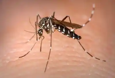 Mientras el NOA acumula el 96% de los casos de chikungunya, La Rioja sigue sin registrar contagios