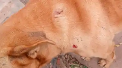 Un perro herido de un disparo y un arma modificada: el insólito caso que investigan en Los Juríes