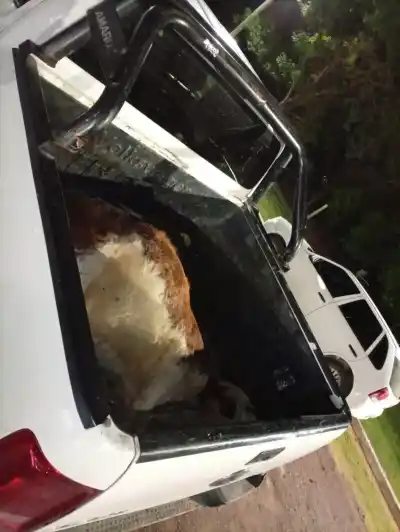 Iba con un vacuno en la caja de su camioneta pero no pudo justificar su origen: terminó demorado