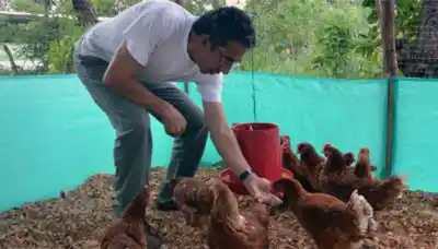 ¿Querés tener tu propia producción de huevos? En San Marcos Sierras lanzan una compra comunitaria de gallinas ponedoras