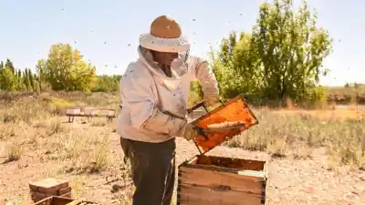 Llega a Tucumán el encuentro que reúne a toda la cadena apícola del país
