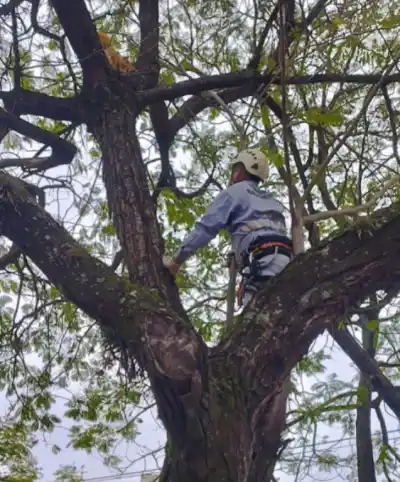 Bomberos acudieron a rescatar un gato y lo que pasó los dejó con las manos vacías