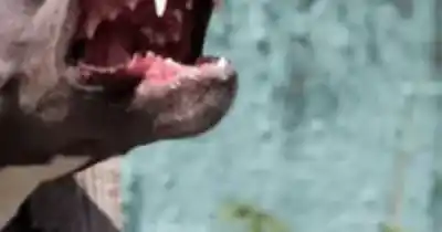La desgarradora razón por la que su perro la atacó salvajemente en Perico