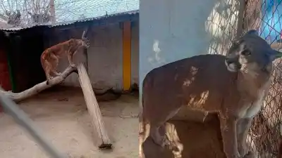 Lo que encontraron en una casa de La Banda: dos pumas y un chancho del monte en cautiverio