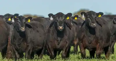 El plan del Gobierno que pone en jaque un organismo clave de la carne y genera fuerte rechazo en el campo