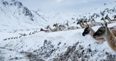 El frío extremo los obligó a bajar: una manada de guanacos invade la Ruta 150 en Iglesia
