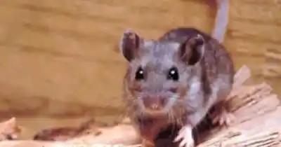 Atención en zonas rurales: detectaron un nuevo caso de hantavirus en la Provincia