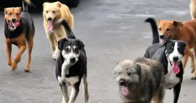El drama de los animales en Jujuy: suspendieron la vacunación antirrábica gratuita y no hay fecha de regreso