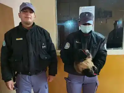 Apareció en un barrio y lo que hicieron vecinos y policías salvó a este mono carayá
