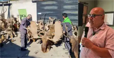 Una foto en redes destapó un coto de caza ilegal en Gualeguaychú: 29 armas y trofeos millonarios