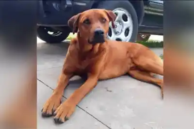 Disparo mortal a un perro comunitario en General Ramírez: el acusado pidió disculpas pero ya lo denunciaron
