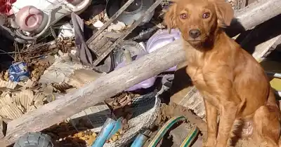 Alarma en Rosario: 740 intervenciones por maltrato animal en lo que va del año