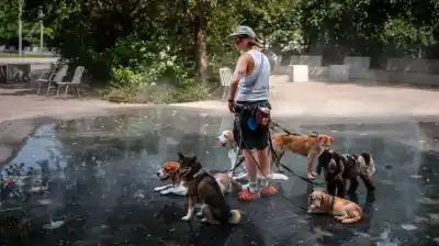 Francia bajo el horno: 16 días de calor extremo que dejaron más de 5700 muertos