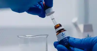 Llega el aceite de cannabis en envase grande y más barato: quiénes podrán acceder