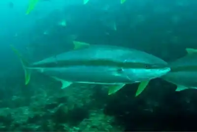El secreto que esconden las aguas de Puerto Madryn: el pez limón extendió su territorio y los científicos no salen de su asombro