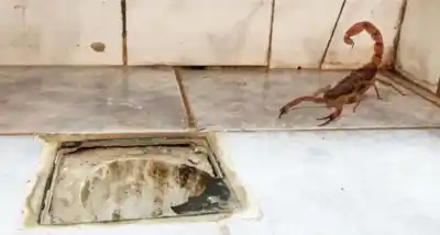 ¿Alacranes en casas? Especialista explica por qué son difícil de erradicar y cómo protegerse