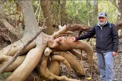 Lo que harán con los cipreses de Aldea Brasilera y nadie te contó